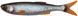 Силикон Savage Gear Craft Dying Minnow 55mm 0.7g (5 шт/уп) 1854.12.20 фото