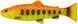 Силікон Savage Gear 3D Craft Trout Pulsetail 200mm 104.0g (1 шт/уп) 1854.15.60 фото