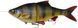 Силікон Savage Gear 4D Line Thru Roach SS 320mm 420.0g (1 шт/уп) 1854.16.52 фото