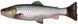 Силікон Savage Gear 3D Craft Trout Pulsetail 200mm 104.0g (1 шт/уп) 1854.15.55 фото